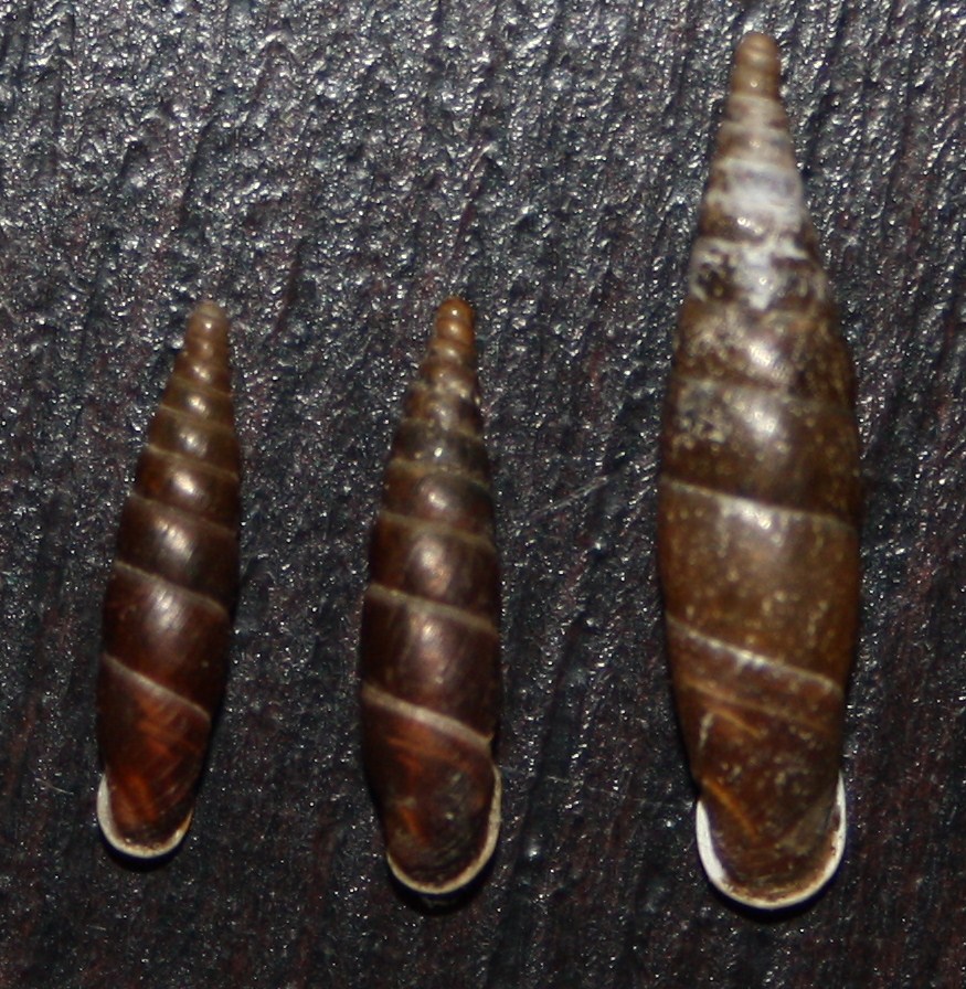 Clausiliidae da identificare